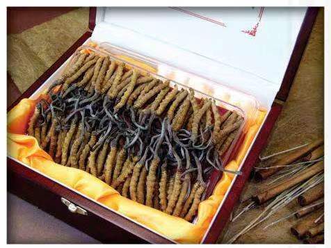 科尔沁右翼中冬虫夏草回收